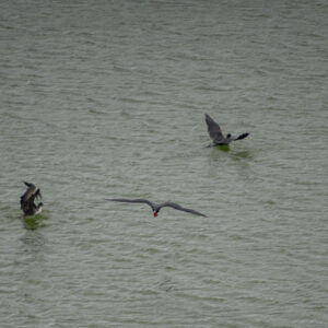 frigatebirds at volcanic lagoon 9 san cristobal island galapagos