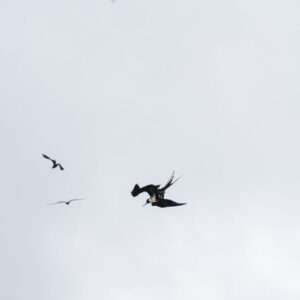 frigatebirds flying in sky 1 san cristobal island galapagos
