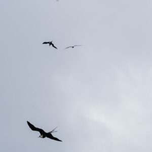 frigatebirds flying in sky 2 san cristobal island galapagos