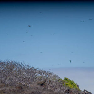 frigatebirds in sky and trees on hillside