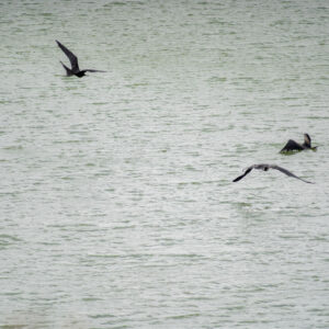 frigatebirds rinsing in lagoon water 1