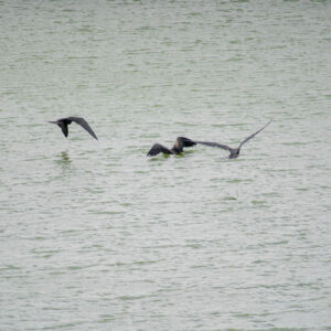 frigatebirds rinsing in lagoon water 3