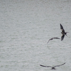 frigatebirds rinsing in lagoon water 4