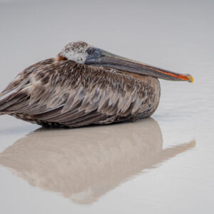 galapagos brown pelican resting on sand 3