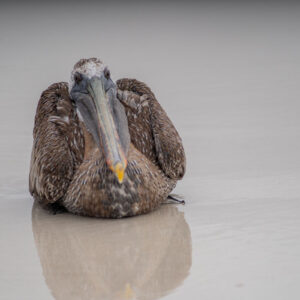 galapagos brown pelican resting on sand front view 1