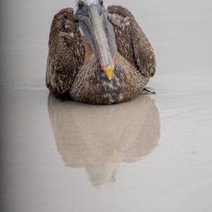 galapagos brown pelican resting on sand front view 2
