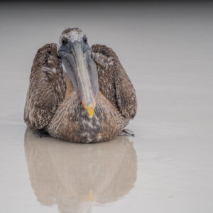 galapagos brown pelican resting on sand front view 3