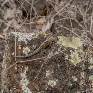 galapagos lizard 1
