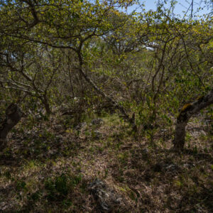 galapagos manchineel forest 2 san cristobal island galapagos