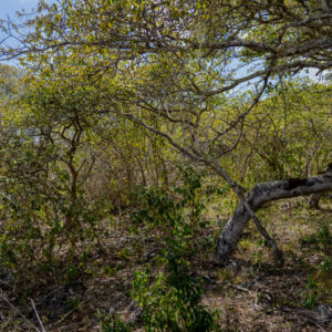 galapagos manchineel forest 4 san cristobal island galapagos
