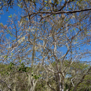 galapagos manchineel forest lichens san cristobal island galapagos