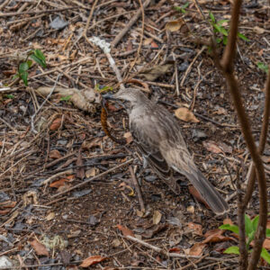 galapagos mockingbird mimus parvulus 2 san cristobal island galapagos