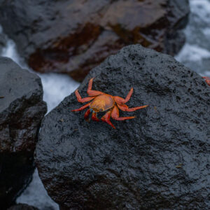 galapagos red crab 1 san cristobal island galapagos