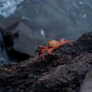 galapagos red crab 2 san cristobal island galapagos