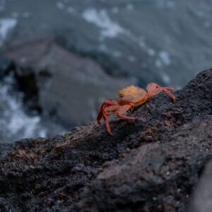 galapagos red crab 3 san cristobal island galapagos