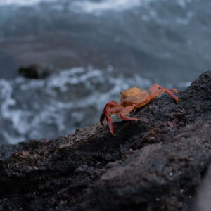 galapagos red crab 4 san cristobal island galapagos