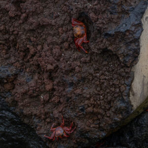 galapagos red crabs 1 san cristobal island galapagos