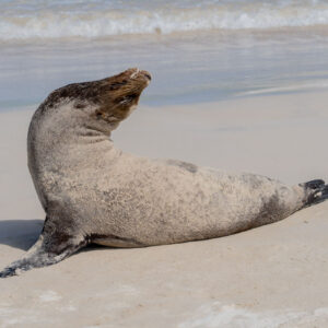 galapagos sea lion