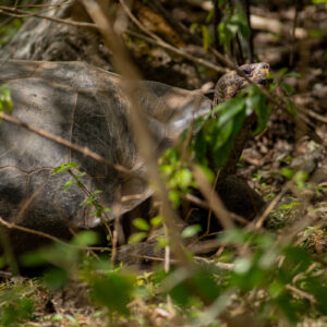 giant galapagos tortoise among grass 2