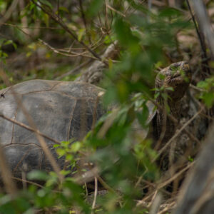 giant galapagos tortoise among grass 3
