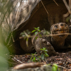 giant galapagos tortoise among grass 4