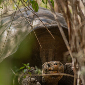 giant galapagos tortoise among grass 5
