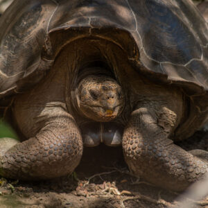 giant galapagos tortoise front view medium shot