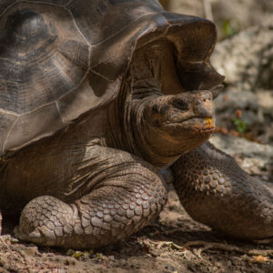 giant galapagos tortoise medium shot