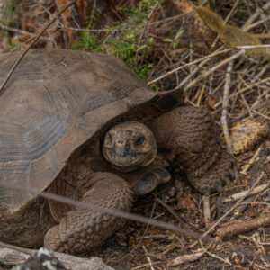 giant galapagos tortoise on trail
