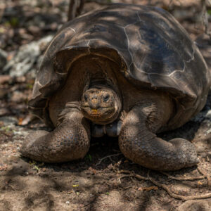 giant galapagos tortoise portrait