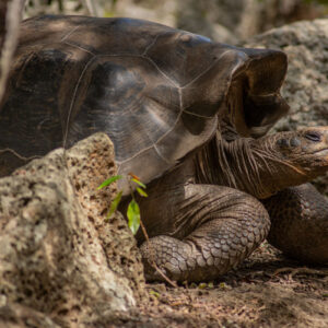 giant galapagos tortoise side view close shot