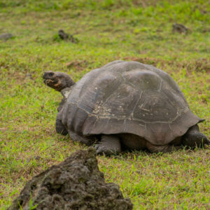 giant galapagos tortoise tail and hind legs head peeking out 2