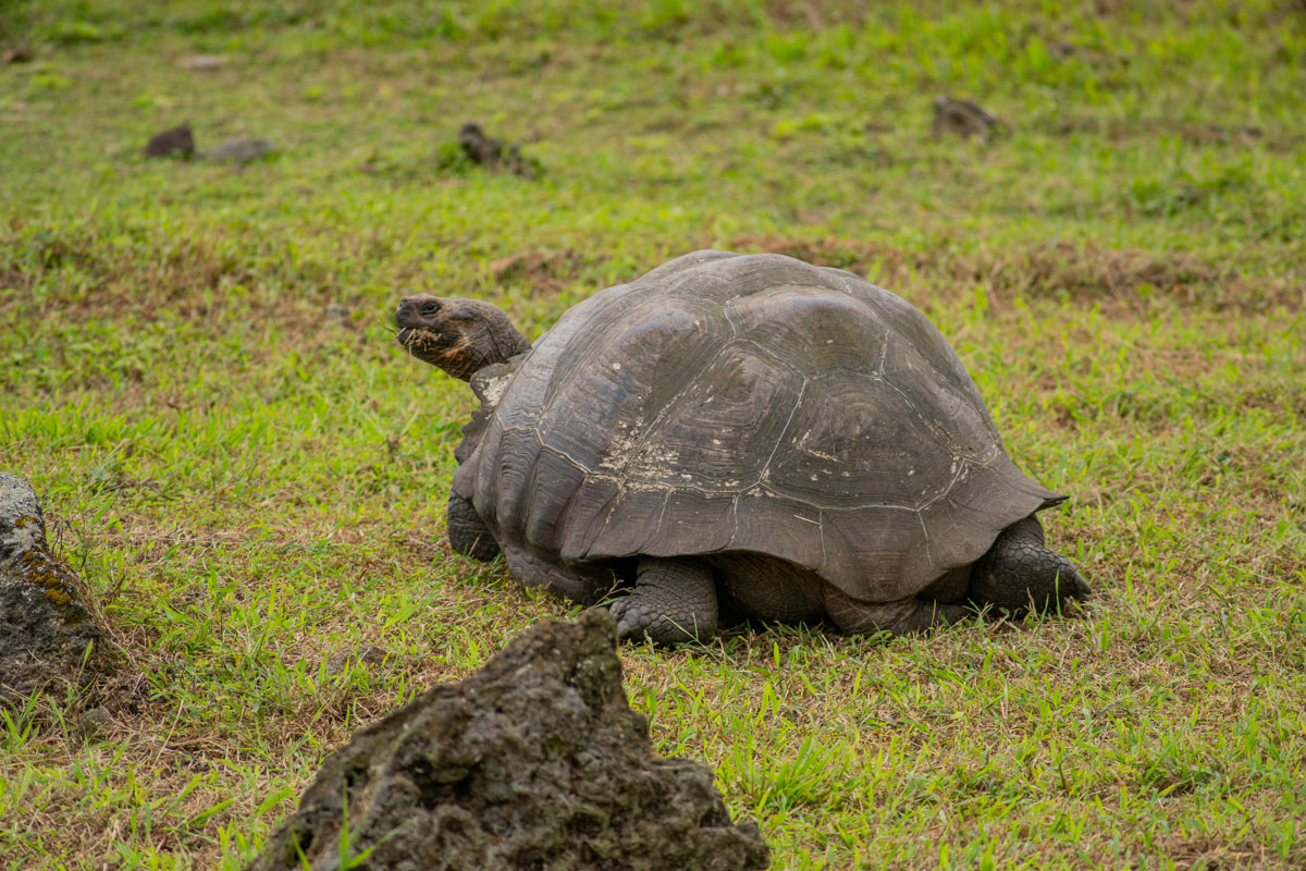 giant galapagos tortoise tail and hind legs head peeking out 2
