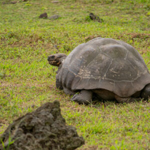 giant galapagos tortoise tail and hind legs head peeking out