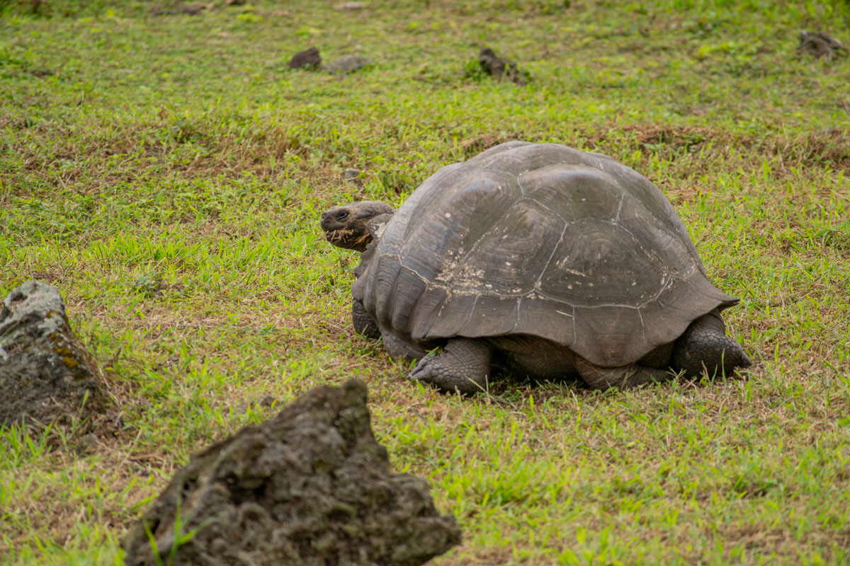giant galapagos tortoise tail and hind legs head peeking out