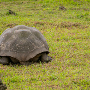 giant galapagos tortoise tail and hind legs