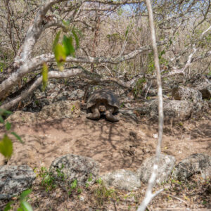 giant galapagos tortoise wide shot