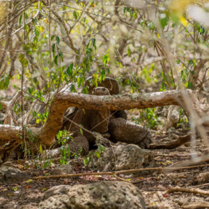 giant tortoise in manzanillo forest 2