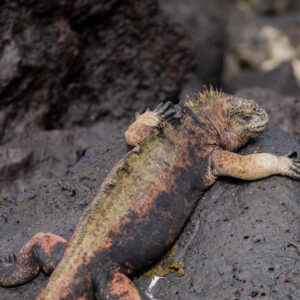 green and pink iguana basking on rock