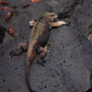 green and pink iguana basking on rock pg 1