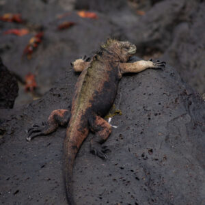 green and pink iguana basking on rock pg 3