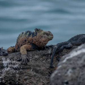 green and pink iguana resting on rock