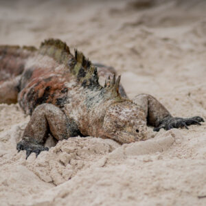 green and pink marine iguana sleeping on sand 1