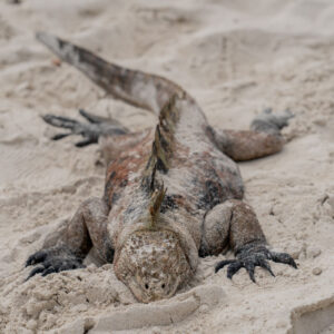 green and pink marine iguana sleeping on sand 2