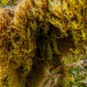 green moss 1