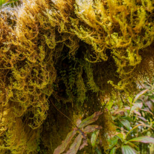 green moss 2