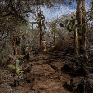guide walking away on path to las grietas santa cruz galapagos