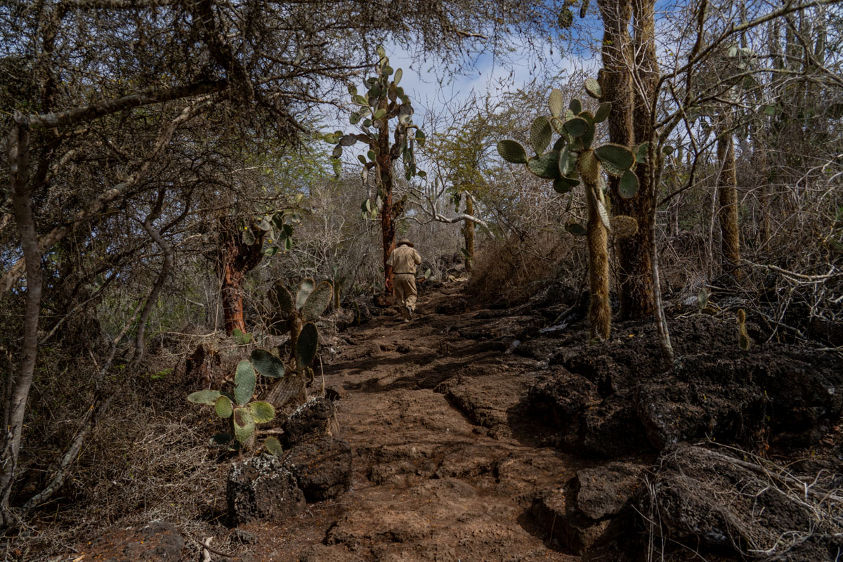 guide walking away on path to las grietas santa cruz galapagos