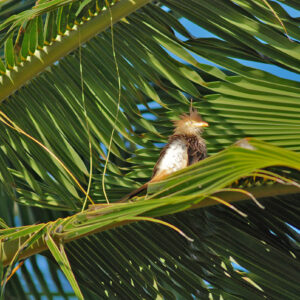 guira cuckoo guira guira in palm tree 1