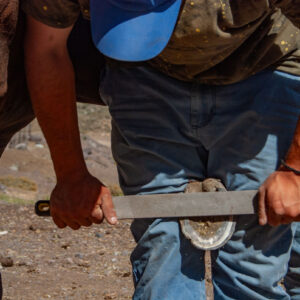 horseshoeing detail filing the horses hoof